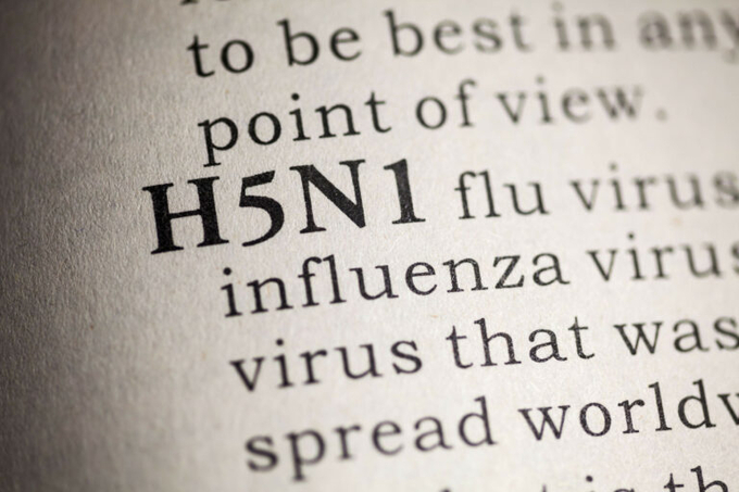 'Sadly, we’re all facing a new reality of increased avian influenza outbreaks,' said the UK’s chief veterinary officer. Photo: Canva.