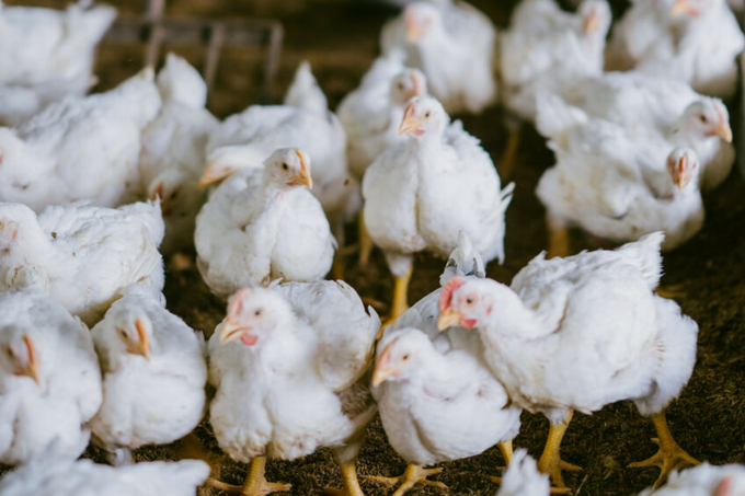 Many poultry stakeholders in India feel forced to use the antibiotics to tackle Mycoplasma. Many birds are therefore routinely given antibiotics at the start of production. Photo: Canva.