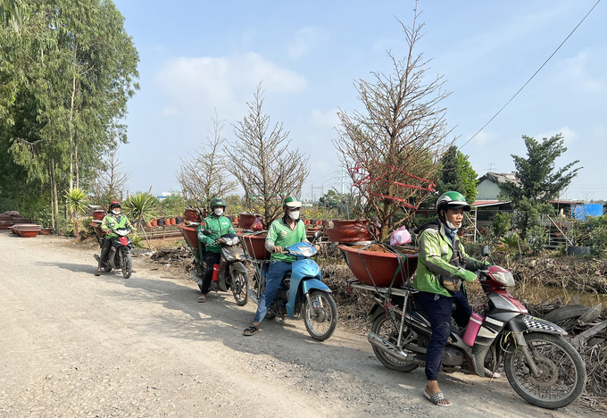 Những chậu mai vàng Bình Lợi chuẩn bị chuyển đến tay khách hàng chơi Tết. Ảnh: H.Đức.