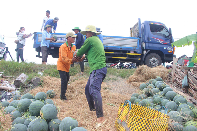 Dưa hấu được thương lái thu mua và vận chuyển đến các tỉnh lân cận để tiêu thụ. Ảnh: Trọng Linh.