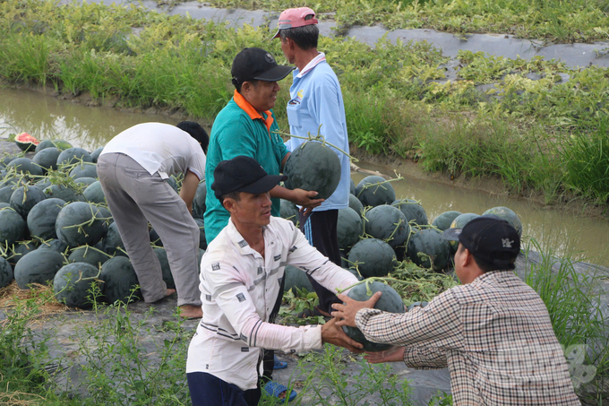 Thời tiết thuận lợi, bên cạnh áp dụng các biện pháp canh tác khoa học, nên năng suất dưa hấu của nông dân Vĩnh Phú Đông đạt cao. Ảnh: Trọng Linh.