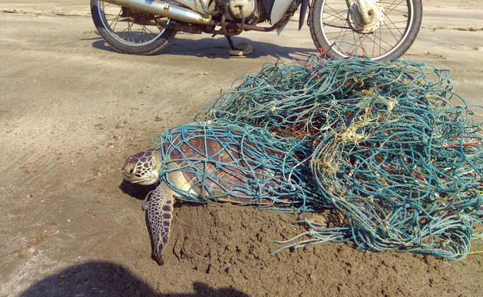 Tình trạng rùa biển bị mắc kẹt trong lưới đánh cá thả trôi trên biển được ghi nhận khá nhiều trong những năm gần đây tại vùng biển Côn Đảo.