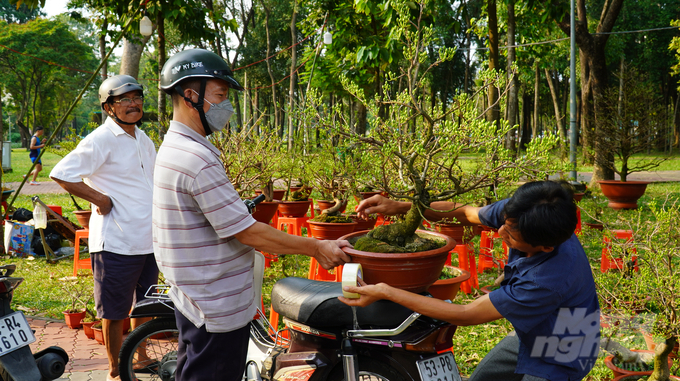 Anh Nguyễn Chí Công mang đến chợ hoa Tết hơn 100 cây Mai. Theo anh Công Tết năm nay buồn vì không khí mua bán kém hẳn. Mọi năm chợ hoa Tết lúc này đã đông đúc, nhộn nhịp rồi. Năm nay, nhiều khách ghé ngang hỏi giá, chớ chưa mua.