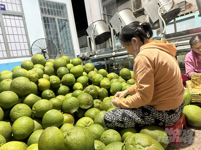 Bưởi sau khi làm sạch sẽ được nhân công bao túi lưới, dán nhãn cho sản phẩm.