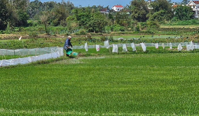 Nông dân Phú Yên chủ động ra đồng chăm sóc và phòng trừ sinh vật gây hại. Ảnh: KS.