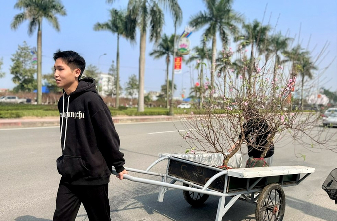 Ngoài tầng lớp trung niên, sinh viên về nghỉ tết cũng tranh thủ nhận vận chuyển cây cảnh để có tiền tiêu vặt.