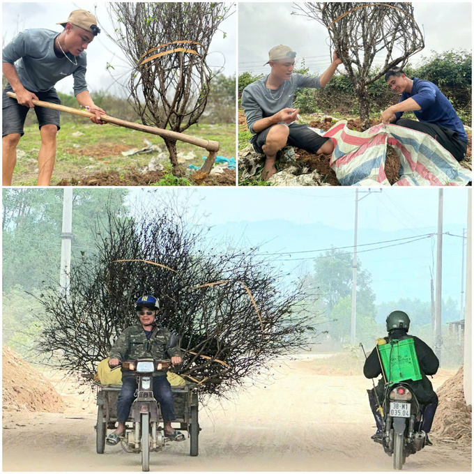 Một số lao động 'thầu trọn gói' từ đào gốc, bó bầu tại vườn và vận chuyển về nhà cho khách hàng.