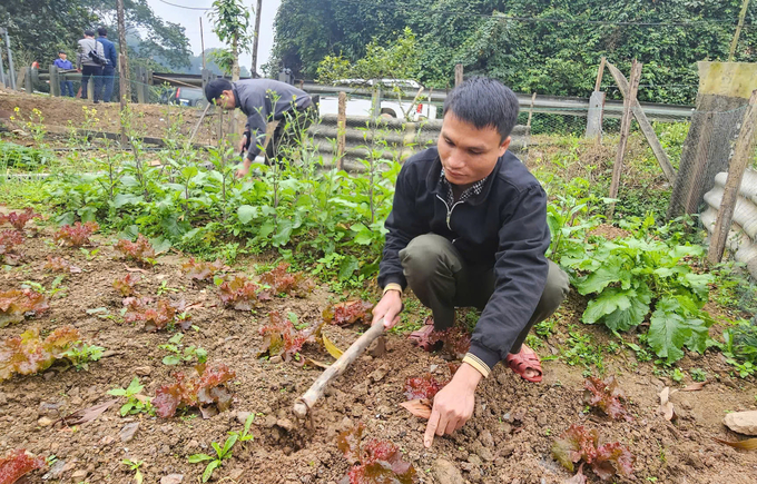 Tranh thủ những lúc nghỉ, anh em trạm bảo vệ rừng Trường Sơn chăm sóc vườn rau xanh để đảm bảo thực phẩm hàng ngày. Ảnh: T. Đức.