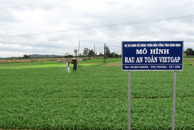 Nhờ rau vụ Tết tăng giá cao nên người trồng rau ở Thuận Nghĩa gỡ gạc được thất bại trong mùa mưa. Ảnh: V.Đ.T.