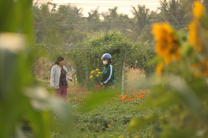 Ngoài cúc mâm xôi, hoa vạn thọ cũng là một trong những loài hoa hút hàng tại đây. Ảnh: Trần Trung.