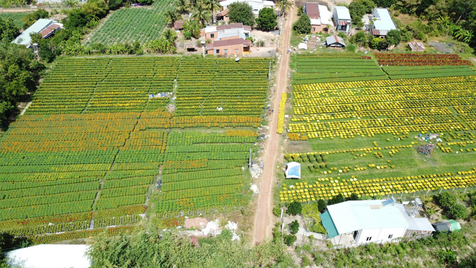 Làng hoa ấp Vịnh khoác chiếc áo xuân bởi màu sắc rực rỡ của các loại hoa, chủ đạo là cúc mâm xôi. Ảnh: Trần Trung.