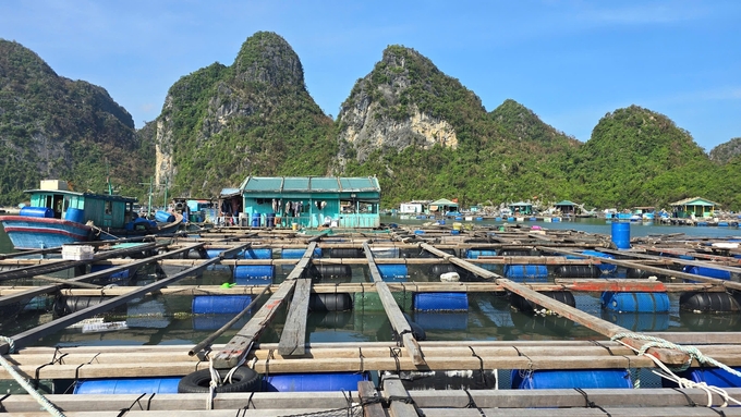 Bè nuôi cá của một gia đình tại đảo Ông Cụ, TP Cẩm Phả, do được chằng buộc chắc chắn nên ít bị ảnh hưởng do bão số 3. Ảnh: Vũ Cường.