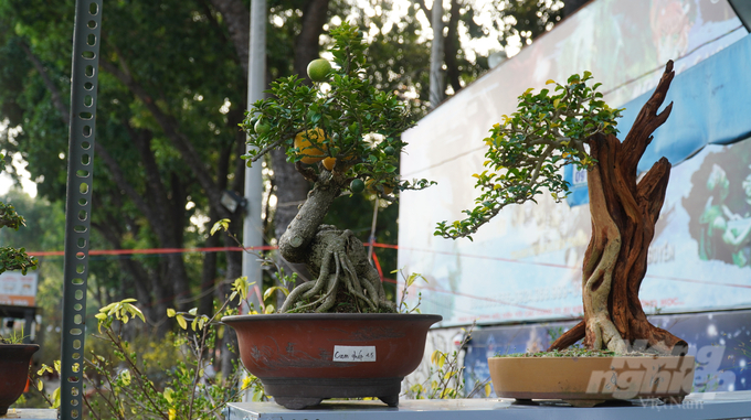 Bonsai mini có thể được chơi từ bất kì loại cây nào, cây ăn trái cũng không ngoại lệ.