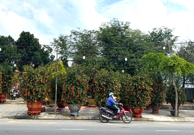 Trên tuyến đường Nguyễn Tất Thành còn rất ít các chậu quất cảnh. Ảnh: L.K.