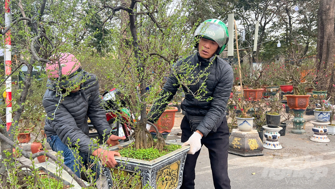 Cây cảnh ngày Tết có giá trị cao nên đòi hỏi sự tỉ mỉ, kỹ lưỡng. Ảnh: Khánh Linh.