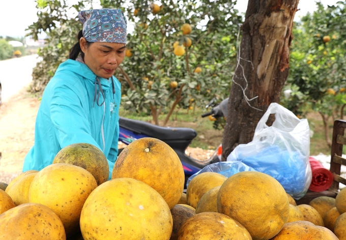 Những quả bưởi vàng ươm sẵn sàng phục vụ cho dịp Tết Nguyên đán Ất Tỵ. Ảnh: Hoàng Nguyên.