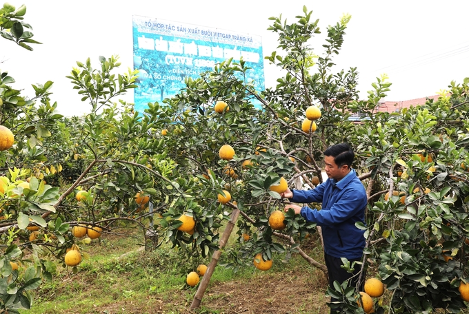 Người trồng bưởi nâng niu thành quả sau nhiều tháng ngày dày công chăm sóc. Ảnh: Hoàng Nguyên.