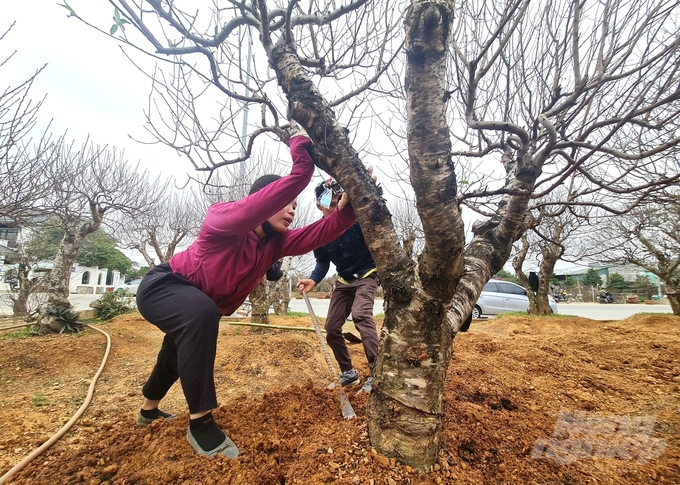 Cây đào cổ thụ được nhà vườn cho thuê với giá 3 triệu đồng.