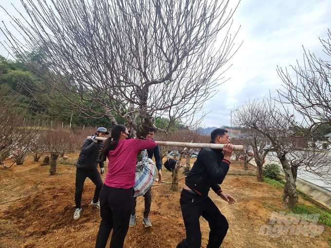 Dù đào xấu mã, nhưng do số lượng không nhiều nên các nhà vườn trồng đào đều bán khá thuận lợi kể từ sau ngày 23 tháng Chạp.