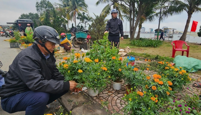 Đi chợ hoa tết , nhưng nhiều người cũng chỉ mua được hoa vạn thọ vì không còn loại hoa nào khác. Ảnh: T. Đức.