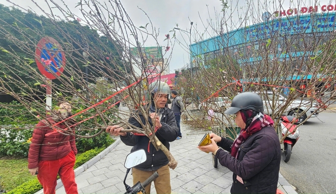 Nhiều người phải chọn mua cành đào chưng tết không có hoa. ảnh: T. Đức.