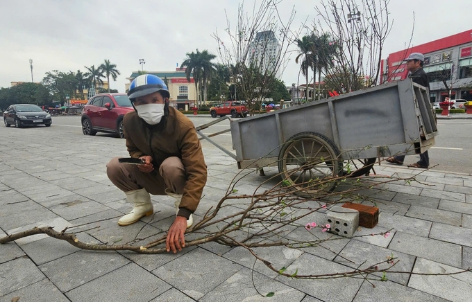 Ông Xuân cắt cành đào để bán rẻ và đưa gốc về trồng lại ở vườn. Ảnh: T. Đức.