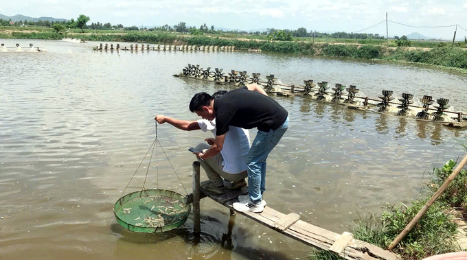 Năm vừa qua, giá tôm thẻ thương phẩm ở mức thấp nên người nuôi không hiệu quả. Ảnh: KS.