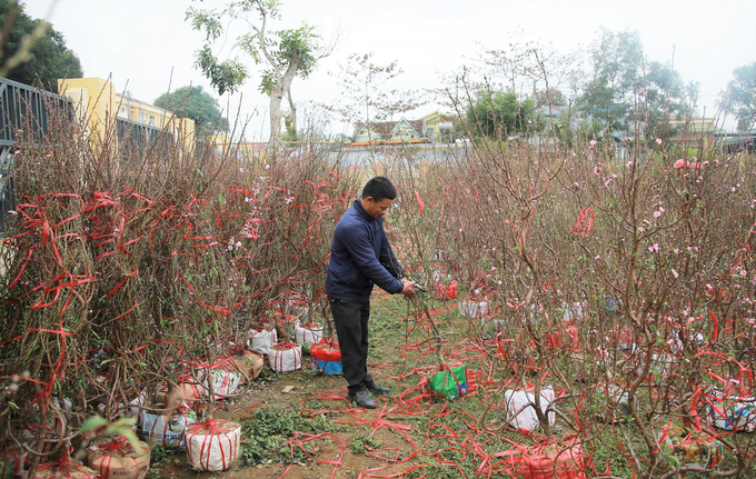 Tại thị trấn Hương Khê, đứng giữa cái rét như cắt da thịt, anh Võ Quốc Thanh, trú xã Hòa Hải, huyện Hương Khê buồn bã cho hay, đến trưa 29 Tết anh đang còn khoảng 300 gốc đào Nhật Tân chưa bán được, ước lỗ khoảng 100 triệu đồng.