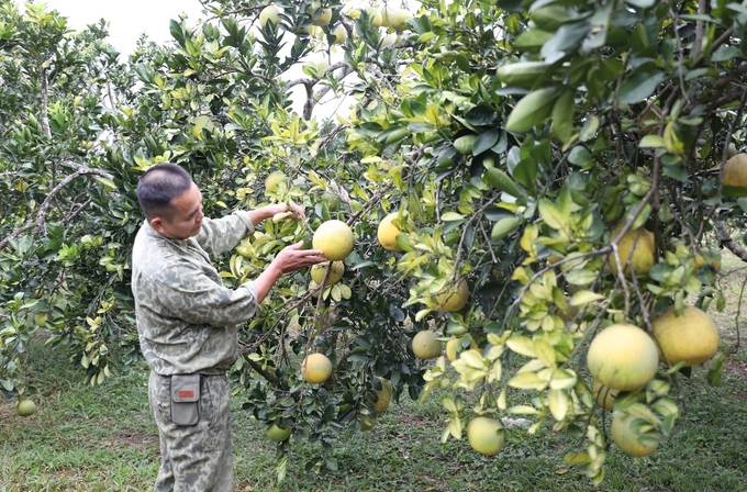 Trồng bưởi mang lại giá trị kinh tế cao cho người dân. Ảnh: Hoàng Nguyên.