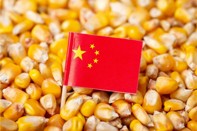 The FAS projected China’s grain output to reach 706.5 million tonnes, a 1.6% increase over the previous year driven by expanded acreage and higher yields. 