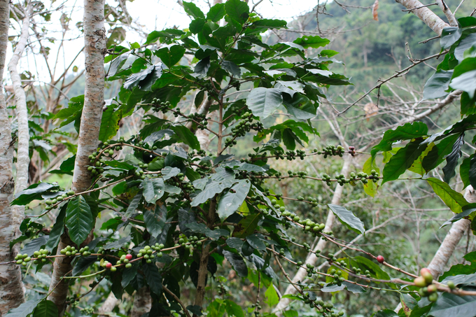 Cà phê chè (arabica) là cây trồng chính ở xã Chiềng Chung (huyện Mai Sơn, tỉnh Sơn La), mang lại giá trị kinh tế cao. Ảnh: Quỳnh Chi. 