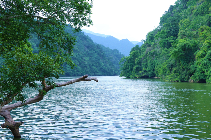 Ba Be National Park, with Ba Be Lake as its center, has been identified by Bac Kan province as a key tourist area, aiming to become a national tourist area. Photo: Ngoc Tu.