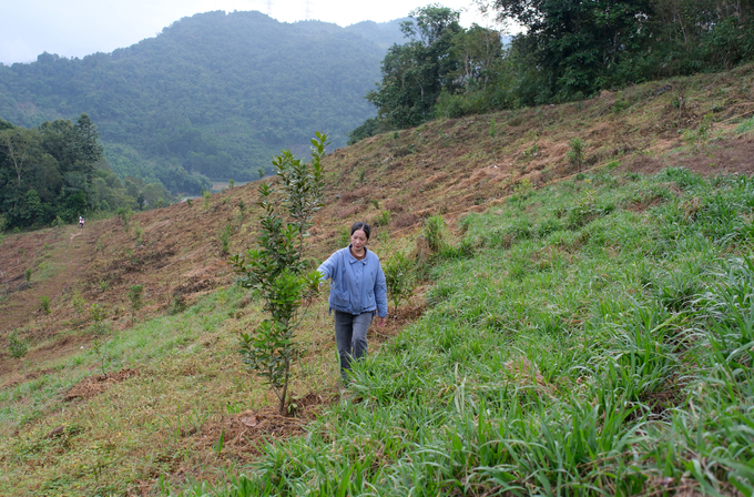 Macadamia trees intercropped with dice grow much better than other trees. Photo: Quynh Chi.