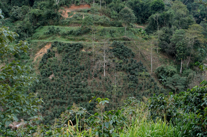 The agroforestry model applies the solution of growing coffee trees in combination with shade trees. Photo: Quynh Chi. 