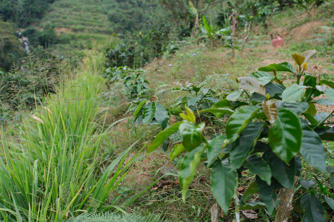 Grass strips create contour lines, protecting the newly grafted coffee trees using the project's techniques. Photo: Quynh Chi. 