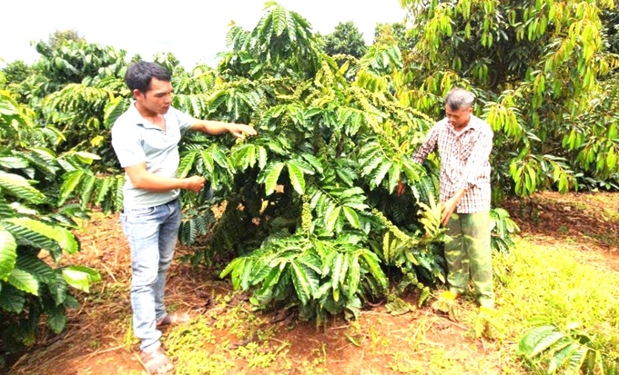 Thâm canh tăng năng suất, áp dụng tiến bộ KHKT vào vườn cà phê ở Gia Lai đã mang lại hiệu quả cao. Ảnh: Đăng Lâm. 