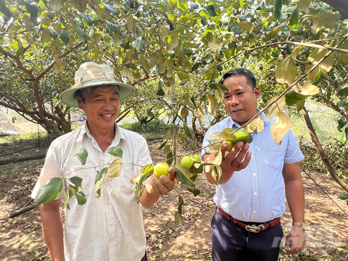 Vườn táo của gia đình ông Khưu Vy Hiếu. Ảnh: Trọng Linh.