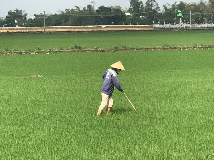 Nông dân Bình Định vui Tết nhưng không quên chăm sóc cây lúa. nong duoc viet nam