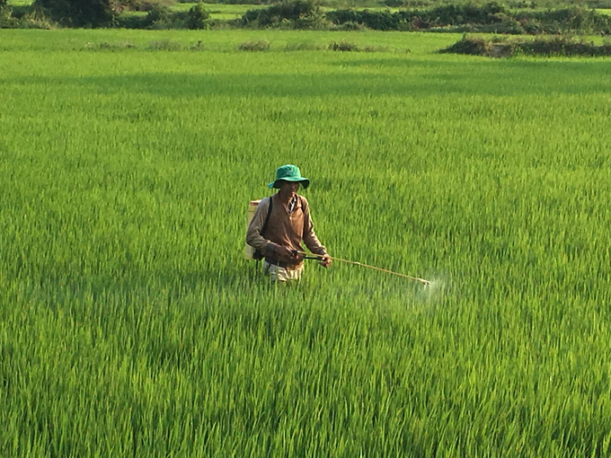 Nông dân Bình Định phòng bệnh cho cây lúa trong những ngày Tết Nguyên đán Ất Tỵ 2025. Ảnh V.Đ.T.: