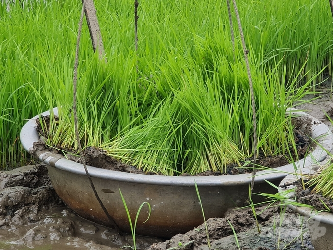 Đến thời điểm này, các địa phương của tỉnh Tuyên Quang đã gieo cấy được hơn 3.500ha, đạt 20% kế hoạch. Ảnh: Đào Thanh.