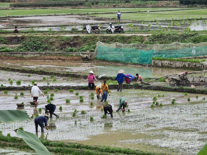 Thời tiết ấm lên, ngày 31/1 (mùng 3 Tết) nông dân Tuyên Quang nô nức xuống đồng gieo cấy lúa xuân, đảm bảo khung thời vụ tốt nhất. Ảnh: Đào Thanh.