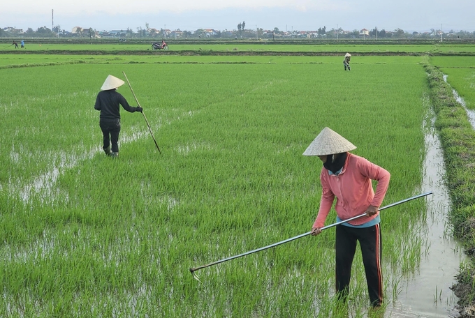 Từ ngày mồng 3 Tết, bà con nông dân đã ra đồng tỉa dặm lúa đông xuân. Ảnh: T. Đức.