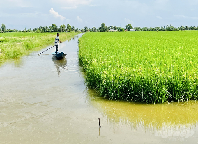 Nhiều hộ nông dân vươn lên khá giàu nhờ mô hình lúa - tôm. Ảnh: Trọng Linh.