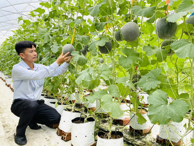 Phát triển nông nghiệp đô thị tại TP Cao Lãnh đang mở ra nhiều cơ hội mới cho người dân, từ việc cải thiện thu nhập đến xây dựng thương hiệu nông sản. Ảnh: Lê Hoàng Vũ.