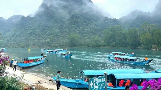 Những ngày Tết, du khách trải nghiệm tại động Phong Nha. Ảnh: D.H.