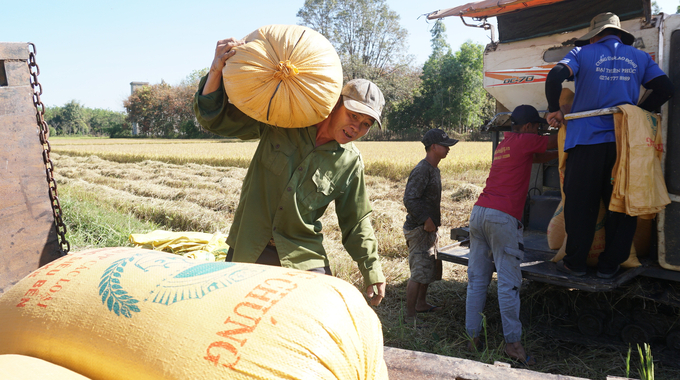 Không chỉ nông dân trồng lúa mà cả người lao động cũng có thêm thu nhập trong mùa thu hoạch. Ảnh: Trần Trung.