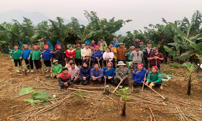 Nông dân huyện Bảo Yên phấn đấu trồng chuối đạt mục tiêu ngay từ những ngày đầu năm. Ảnh: Lưu Hòa.