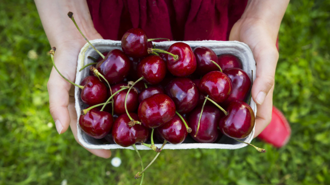 Theo báo cáo, 91,83% lượng hàng xuất khẩu cherry từ Chile được đưa sang Trung Quốc.