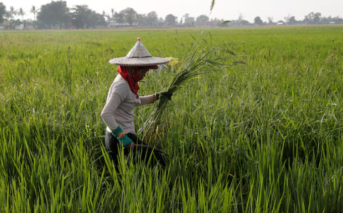 A farmer removes weeds growing alongside with ride stalks at a ricefield in Naujan, Oriental Mindoro in Philippines, August 27, 2018.