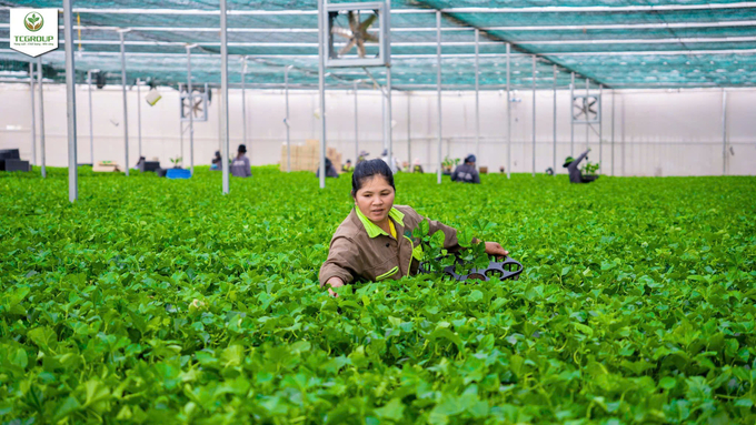 Chanh leo là cây trồng chủ lực được TCGroup Toàn Cầu được vào nghiên cứu, sản xuất. Ảnh: Tuấn Anh.